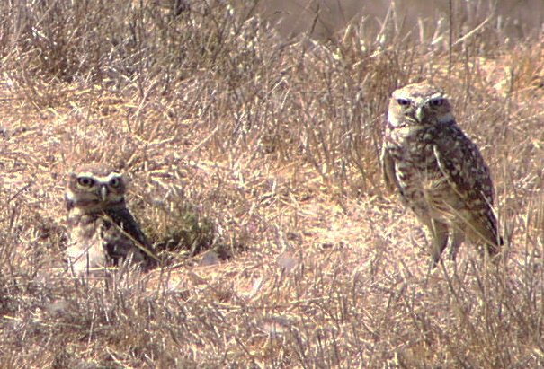 [Burrowing owl]