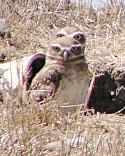 [Burrowing owl]