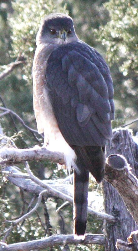 [Cooper's hawk]