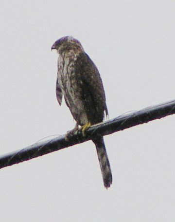 [Cooper's hawk]