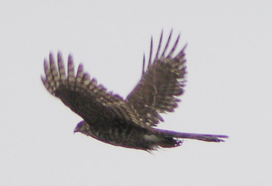 [Cooper's hawk]