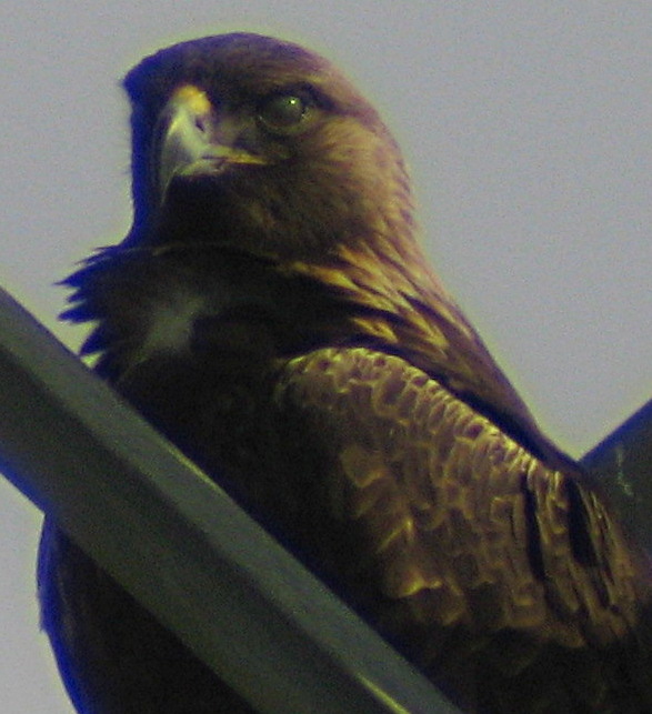 [Golden eagle]