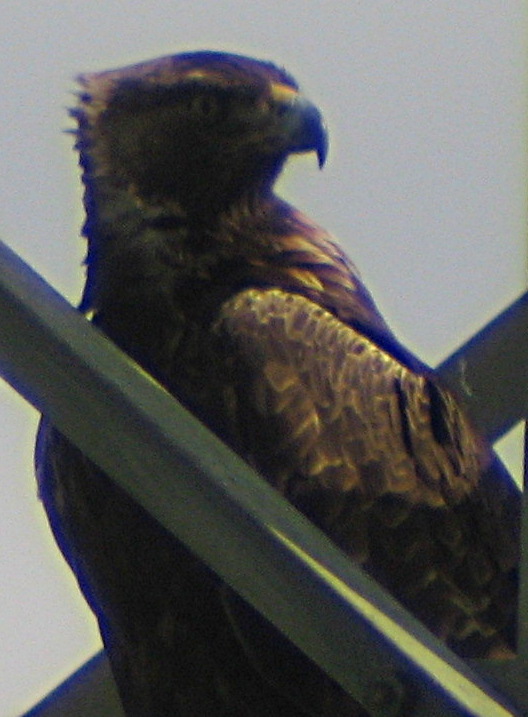 [Golden eagle]