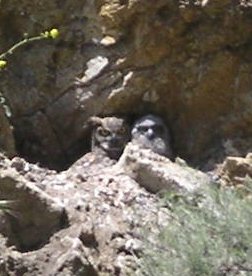 [Great horned owl]