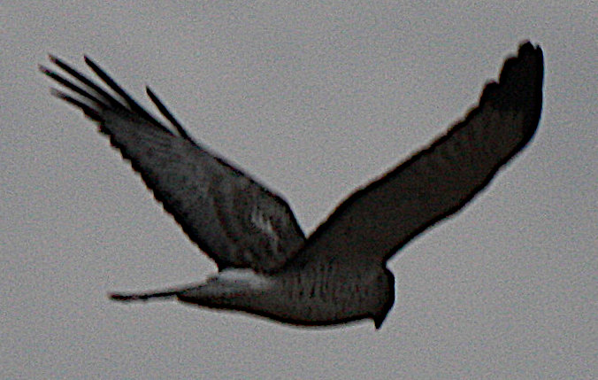 [Northern harrier]