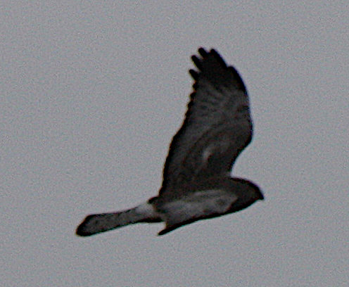 [Northern harrier]