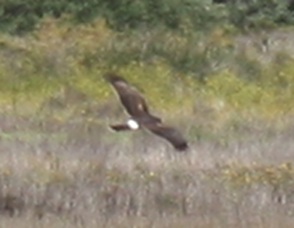 [Northern harrier]