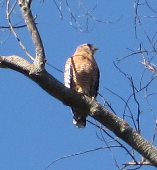 [Red-shouldered hawk]