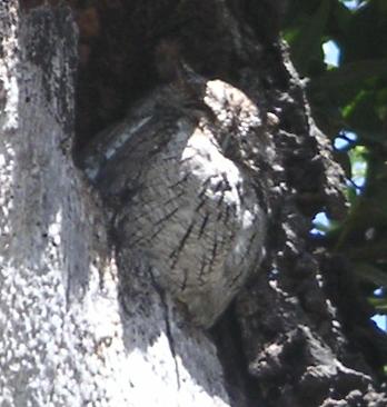 [Screech owl]