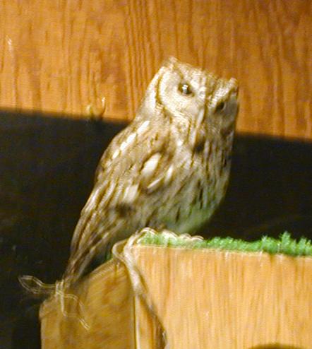 [Screech owl]
