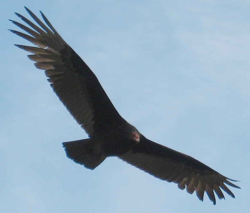 [Turkey vulture]