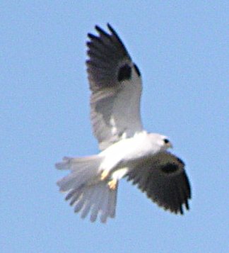 [White-tailed kite]