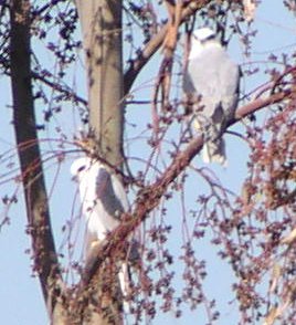 [White-tailed kite]