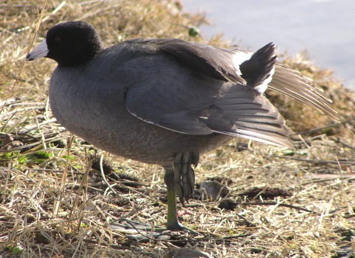 [American coot]