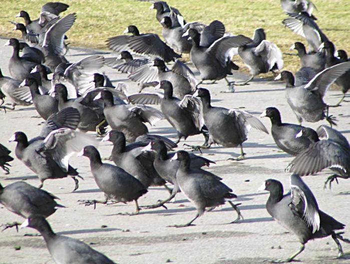 [American coot]