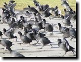 [ American coot ]