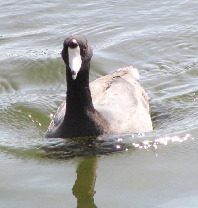 [American coot]