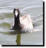 [ American coot ]