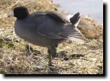 [ American coot ]