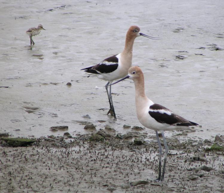 [American avocet]