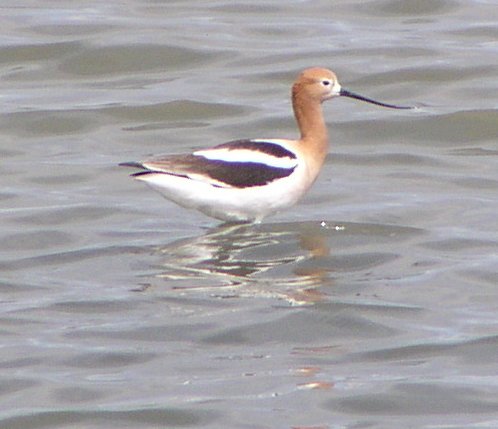 [American avocet]