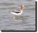 [ American avocet ]