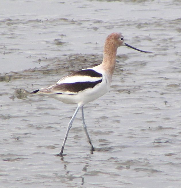 [American avocet]