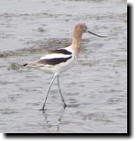 [ American avocet ]