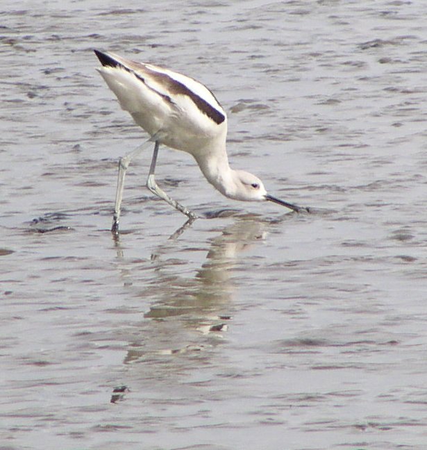 [American avocet]