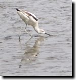 [ American avocet ]