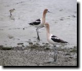 [ American avocet ]