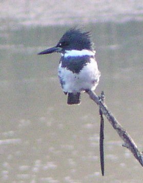 [Belted kingfisher]