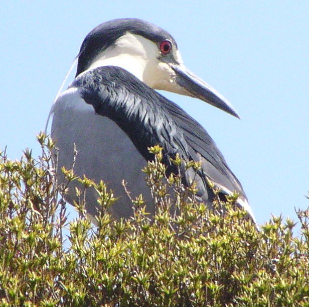 [Black-crowned night heron]