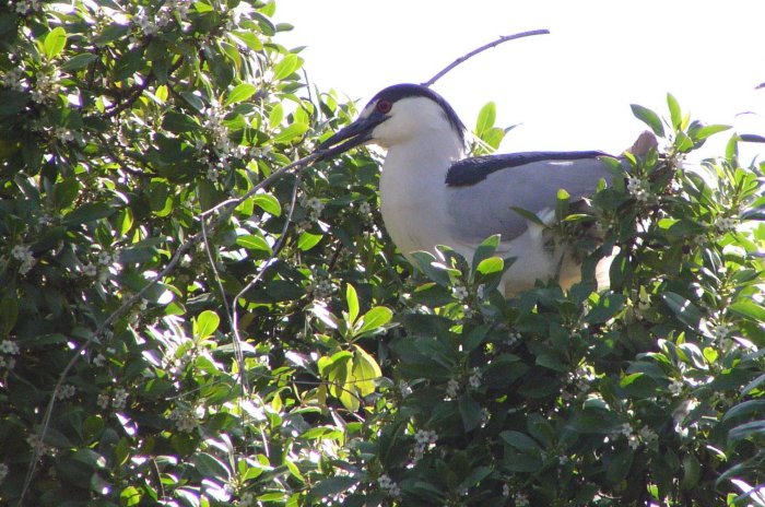 [Black-crowned night heron]