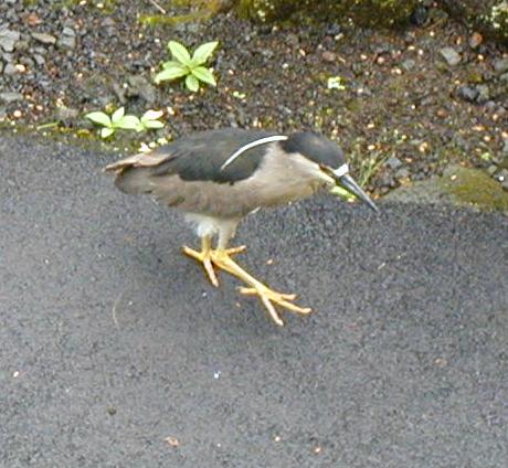 [Black-crowned night heron]