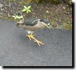 [ Black-crowned night heron ]