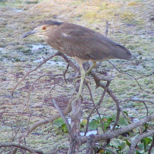 [Black-crowned night heron]