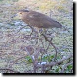 [ Black-crowned night heron ]