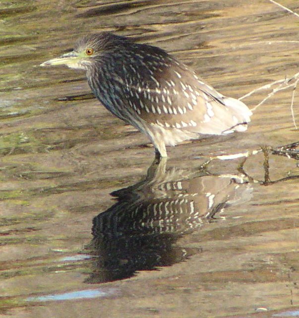 [Black-crowned night heron]