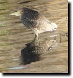 [ Black-crowned night heron ]