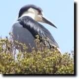 [ Black-crowned night heron ]