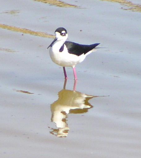 [Black-necked stilt]