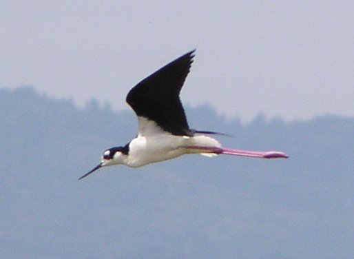 [Black-necked stilt]