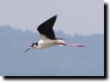 [ Black-necked stilt ]