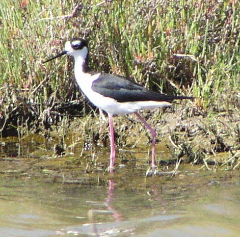 [Black-necked stilt]