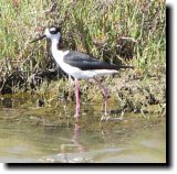 [ Black-necked stilt ]