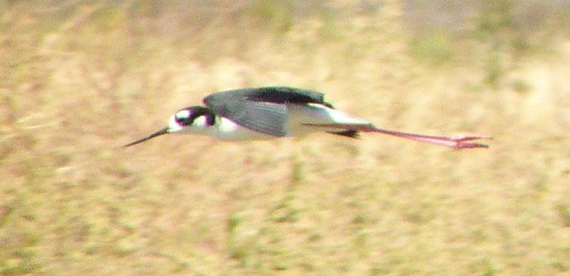 [Black-necked stilt]