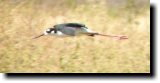 [ Black-necked stilt ]