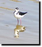 [ Black-necked stilt ]