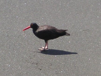 [Black-necked stilt]